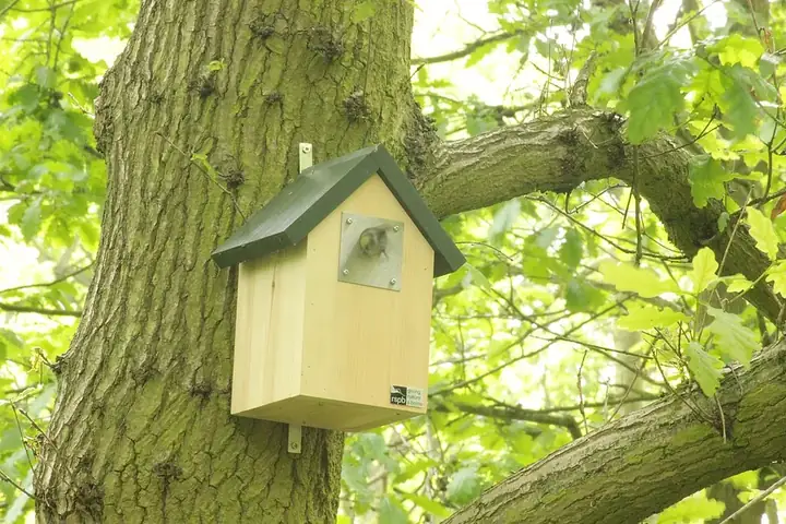 Nichoir en bois à toit vert fixé sur le tronc d'un arbre