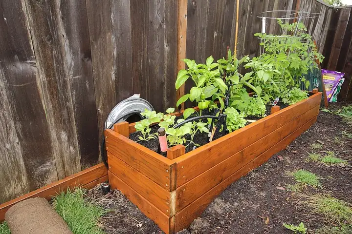 Bac potager en planches de bois le long d'une clôture, planté de légumes
