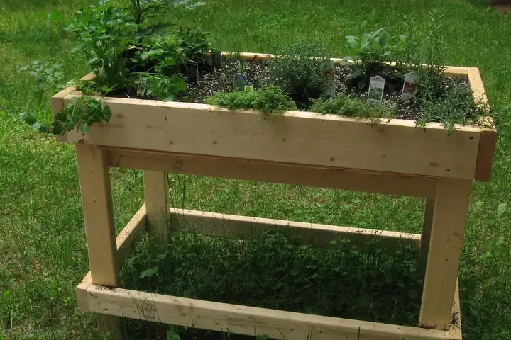 Carré potager en bois surélevé sur pieds, planté d'aromatiques
