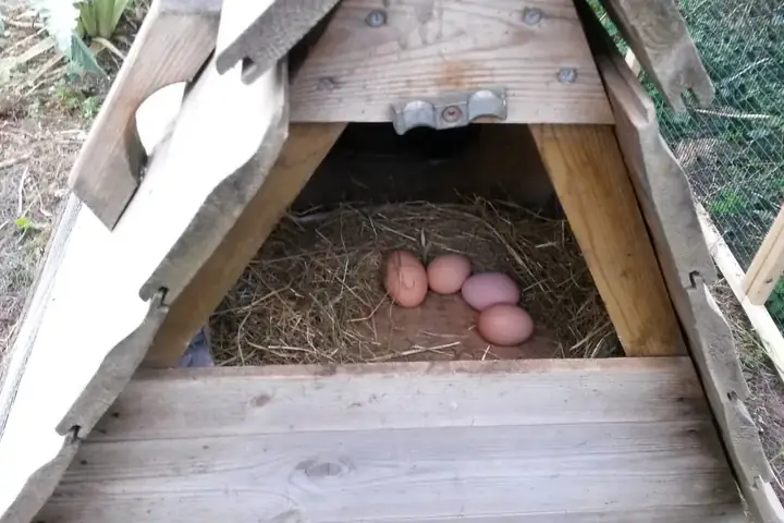 Pondoir en bois garni de paille avec des œufs, sous le toit d'un poulailler