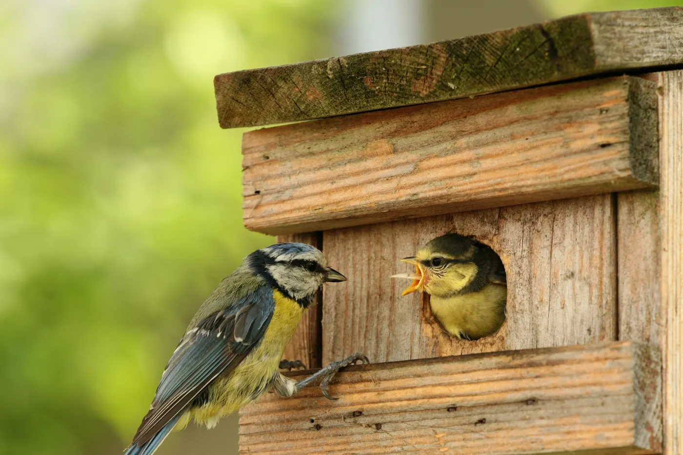 Mésange bleue nourrissant un jeune au trou d'envol d'un nichoir en bois