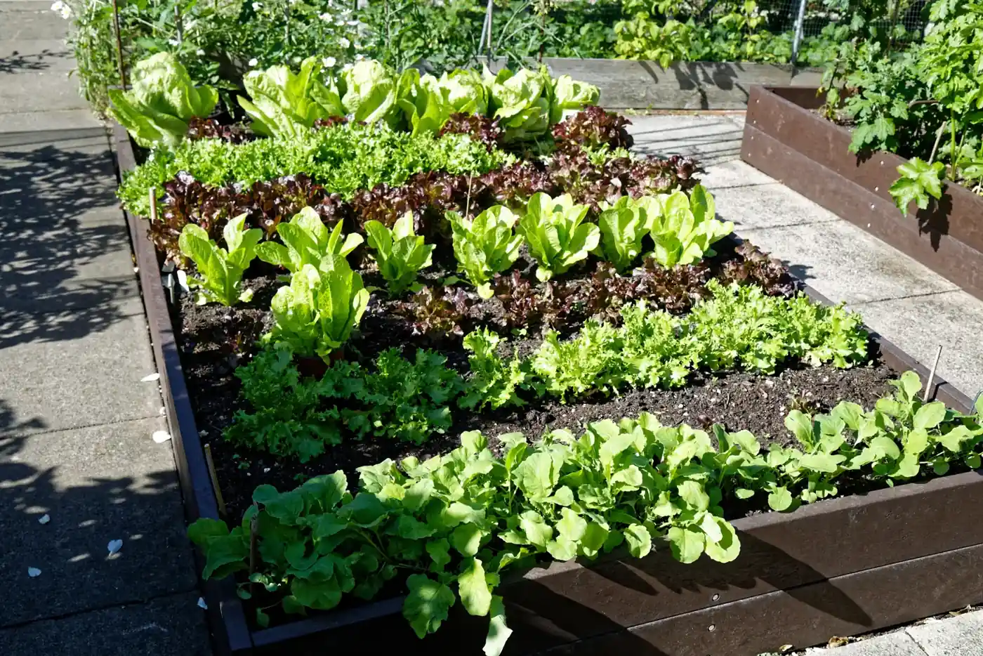 Carré potager surélevé en bois planté de rangées de salades