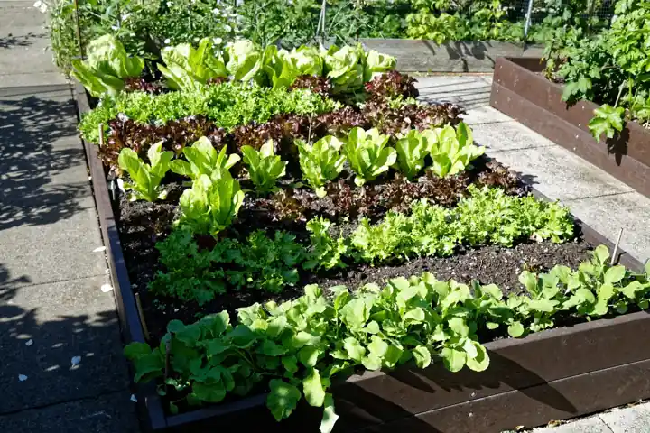 Carré potager surélevé en bois planté de rangées de salades