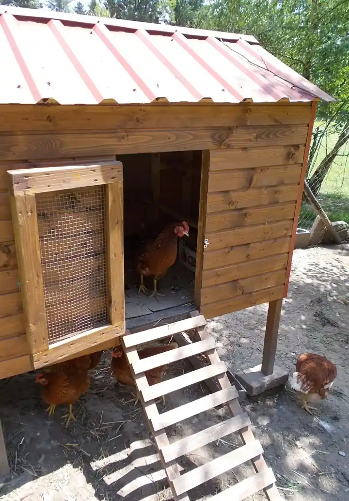 Poulailler en bois sur pieds avec toit en tôle, porte grillagée et rampe à barreaux, poules autour
